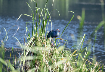 Obraz premium A beautiful lesser sultanka eating grass in a swamp near Hua Hin, Thailand.