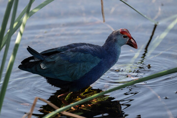 A beautiful lesser sultanka eating grass in a swamp near Hua Hin, Thailand.