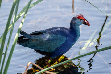 Obraz premium A beautiful lesser sultanka eating grass in a swamp near Hua Hin, Thailand.