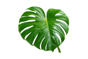 Single green monstera deliciosa leaf with fenestrations on black background tropical plant, Isolated On White Background, Png Transparent