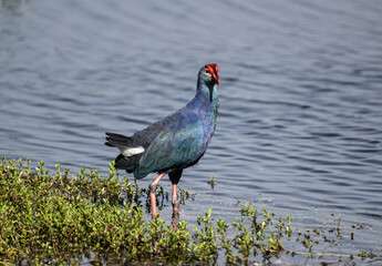 A beautiful lesser sultanka eating grass in a swamp near Hua Hin, Thailand.