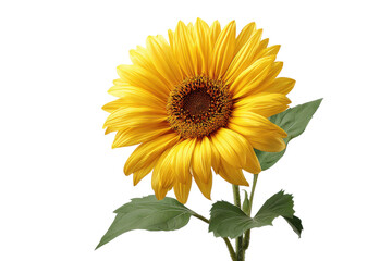 Fototapeta premium Single bright yellow sunflower with green leaves on black background bloom blossom, Isolated On White Background, Png Transparent