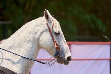 caballo en rancho © Compa