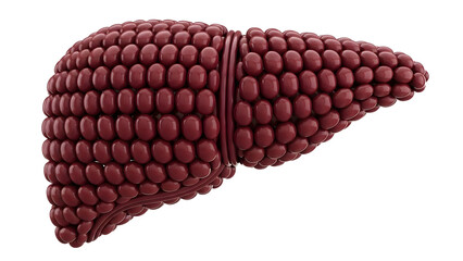 3D illustration of human liver with lobes and segmental anatomy in reddish-brown color, detailed medical model perfect for health education and anatomy study