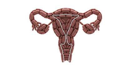 3D medical illustration of female reproductive system showing uterus fallopian tubes and ovaries isolated on white background