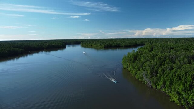 A beautiful aerial view from a boat on the river and lush mangrove forests. The intertwined network of trees stands tall in the calm waters, providing vital habitat and protecting the coastline.