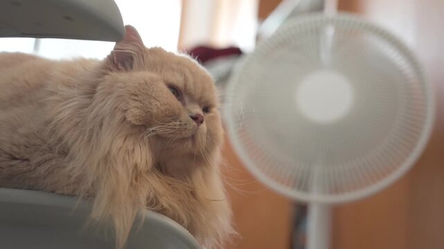 White fluffy Persian cat in the kitchen playing with a mouse