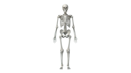 Human Skeleton Anatomy