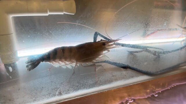 video of freshwater shrimp with long claws clings to aquarium glass showing clear body details in calm aquatic setting