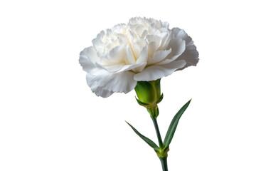 Single white carnation flower with green stem and leaves on black background bloom blossom, Isolated On White Background, Png Transparent