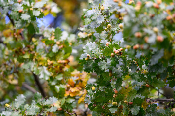 Fototapeta premium The Beautiful and Vibrant Oak Leaves and Acorns in a Natural and Picturesque Setting