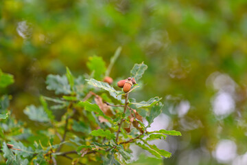 Fototapeta premium A closeup view of vibrant Oak Tree Leaves and Acorns set in a beautiful natural environment