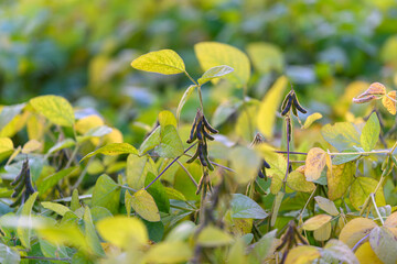 Sunlit soybean fields, Warm glow over ripening crops, Golden illumination highlighting maturing seedpods, Serene agricultural scene with soft background and thriving crops