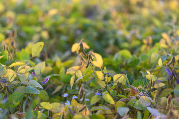 Sustainable soybean stand with morning dew highlighting leaf surface, focus on soil health and resilience, conservation practices implied, agronomist evaluating ecosystem services