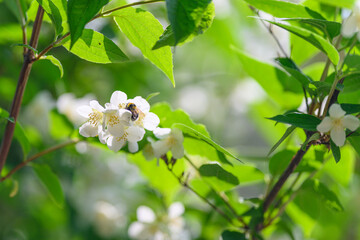 Beautifully Blooming Flowers with Bee Pollination Amidst Lush Greenery in Nature