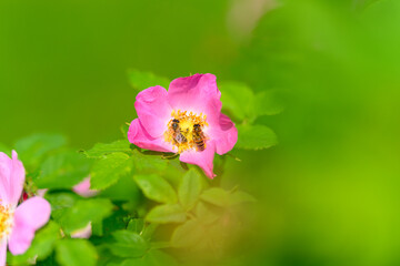 Obraz premium A Delicate Pink Flower with Bees Busy Gathering Nectar in a Beautiful Natural Green Background