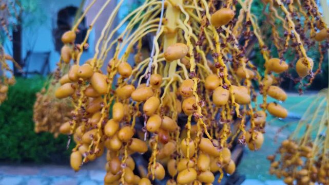 Pan out reveal shot showing unripe dates growing on a palm tree in India asia, canary islands Senegal showing a popular sweet dish and ingredient popular in many Asian and middle eastern dishes