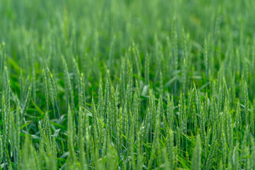 Fototapeta premium A Beautiful Lush Green Wheat Field at Dawn Enhanced by Sparkling Dew Drops on the Crops