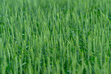 Obraz premium A Beautiful Lush Green Grass Field Captured in Stunning and Vibrant Detail with Careful Composition