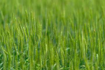 Obraz premium Vibrant and Lush Green Wheat Field Flourishing in the Beautiful Season of Springtime