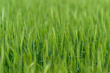 Obraz premium A Lush Green Wheat Field Flourishing Under a Bright Blue Sky Filled with Sunshine