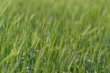 Obraz premium Lush, vibrant green grass fields illuminated by the warm embrace of natural sunlight