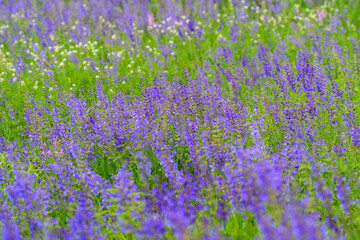 Fototapeta premium A Stunningly Vibrant Purple Flower Field in Full Bloom Surrounded by Lush Greenery and Nature