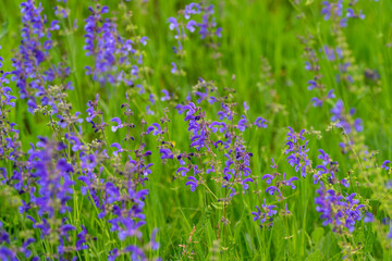 Fototapeta premium The Stunningly Vibrant Purple Wildflowers Blooming in a Lush Green Field are Truly Beautiful