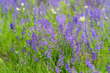 Obraz premium A Beautiful and Vibrant Field Filled with Majestic Lavender Blossoms in Full Bloom