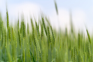 Obraz premium Vibrant Lush Green Wheat Field Flourishing Under a Clear Blue Sky on a Beautiful Day