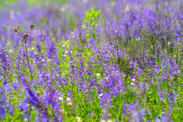 Fototapeta premium A Vibrant and Colorful Wildflower Meadow in Full Bloom, Filled With Life and Beauty