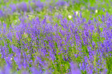 Fototapeta premium A Stunning and Vibrant Purple Lavender Field in Full Bloom Under Bright Sunshine
