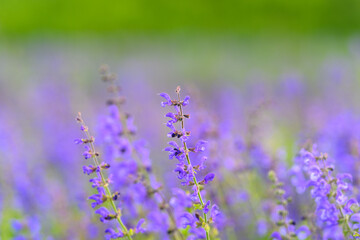 Obraz premium A Beautiful Vibrant Purple Flower Field Captured in Soft Focus Amidst Natures Charm
