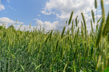 Fototapeta premium A Vast and Lush Green Field Spreading Out Beneath a Bright, Clear and Brilliant Blue Sky Above