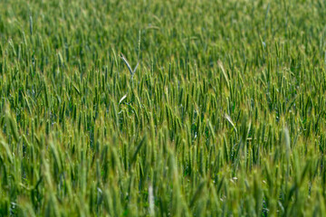Obraz premium A Beautiful, Lush, and Vibrant Green Wheat Field Extending Under a Clear, Bright Blue Sky Above