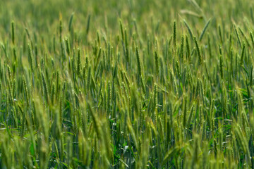 A Beautiful and Lush Green Wheat Field is Spreading Out Under the Clear Blue Sky Above