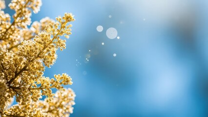 Beautiful golden flowers blooming under sunlight with bokeh effect on blue background, serene natural scenery with blossoming plant