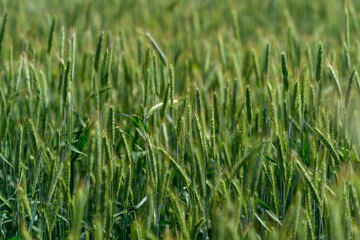 Fototapeta premium A Lush and Vibrant Green Wheat Field Filled with Beautiful and Growing Crops and Plants