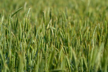A Beautiful Lush Green Wheat Field Spreading Across the Land Beneath a Clear Blue Sky