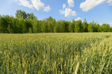 A Lush Green Wheat Field Sprawling Under a Beautiful Blue Sky on a Bright Sunny Day