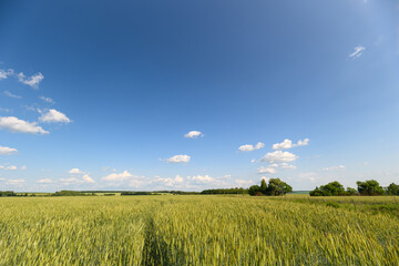 Fototapeta premium A Vast Green Field Spreading Out Beautifully Under a Gorgeous Clear Blue Sky Overhead You