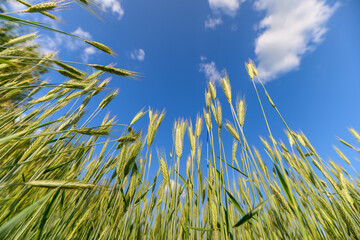 A Beautifully Vibrant Green Wheat Field Stretching Under a Vast Blue Sky Filled with Clouds