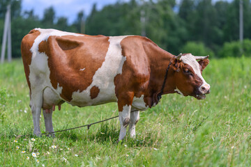 Obraz premium A Brown and White Cow Grazing Peacefully in a Lush Green Pasture Under the Clear Sky