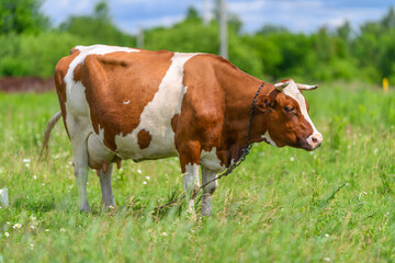 A beautiful Brown and White Cow peacefully Grazing in a Lush Green Field under the sun