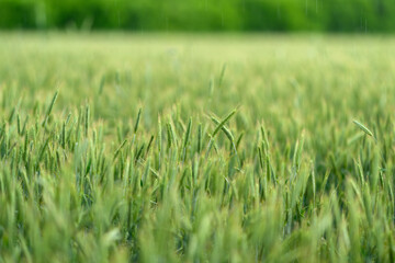 A Beautiful and Lush Green Field of Wheat Flourishing Under a Clear and Sunny Sky