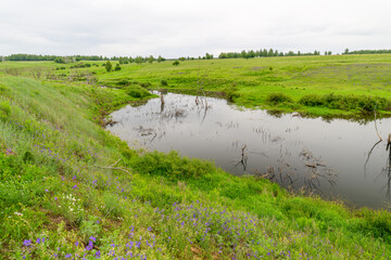 Obraz premium A lush wetland landscape with a serene water reflection that captivates the viewer