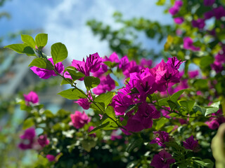 ブーゲンビリアの花 Bougainvillea flowers