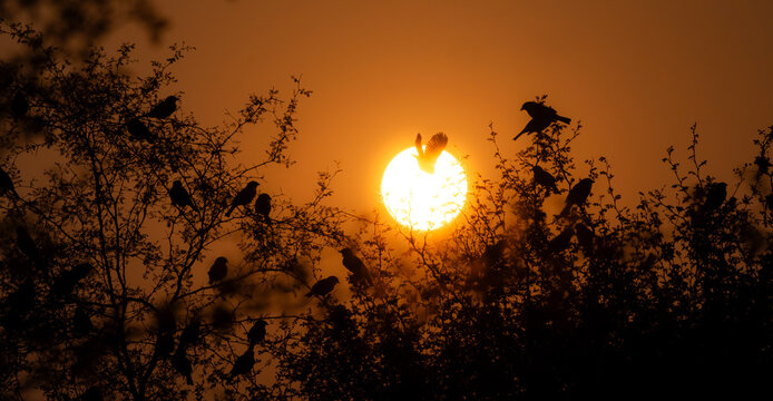 Beautiful moment of a flock of birds roosting or flying against a vibrant sunset sky. - Powered by Adobe