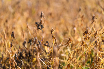 Sunlit soybean field glowing with ripe pods and warm golden light, soft bokeh background, tall dry plants swaying gently, late summer harvest mood, warm tones and shallow depth