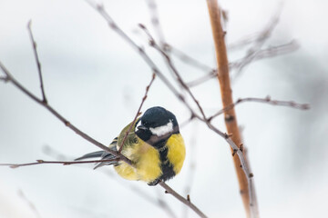 Great Tit Bird Perched on a Branch © Aiva